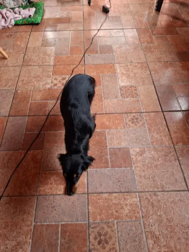 Cachorra kokoni