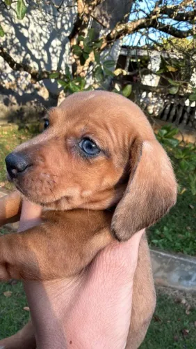 Lindos filhotes Basset Teckel últimas fêmeas