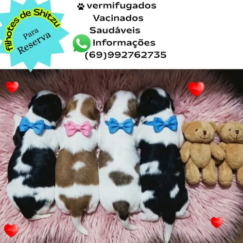 Tenho filhotes de Shitzu fêmea para reserva
