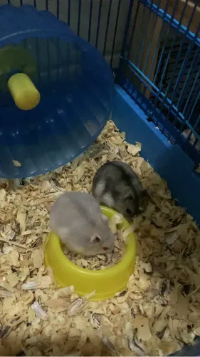 Vendo hamsters anao russo