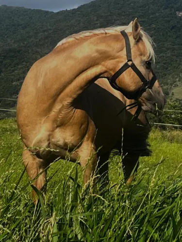 Vendo lindo Cavalo Quarto de Milha Puro