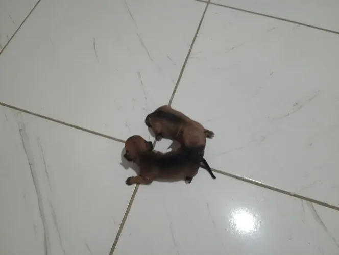 Raça Porã pinscher número um