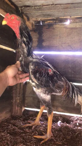 Vendo frango franga indiano