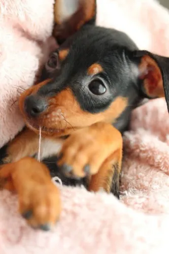 Pinscher femea numero 1 
