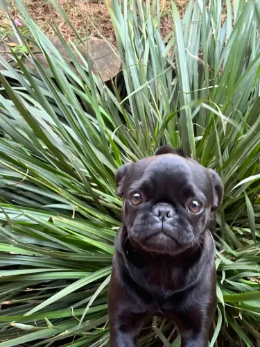 Pug fêmea.