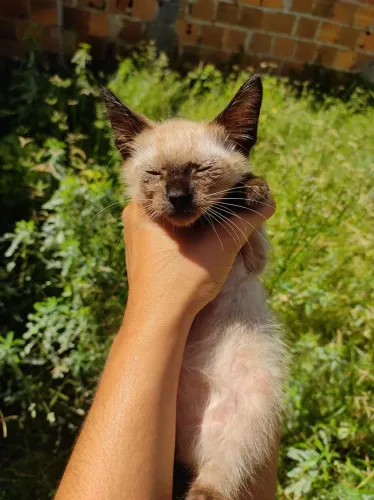 Gatinho 1 mês siamês pra adoção 