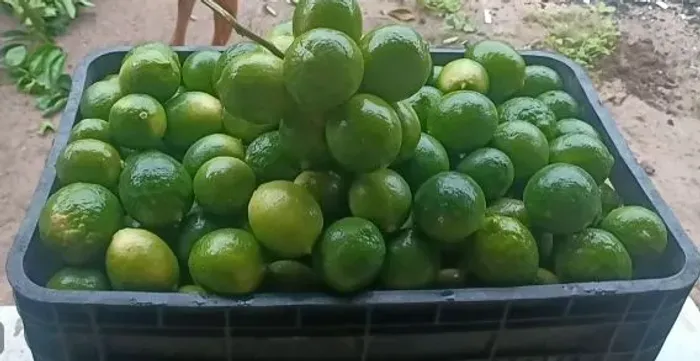 Limao Taiti - kg - R$ 2.40