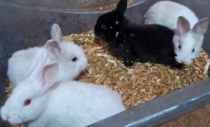 Coelhos