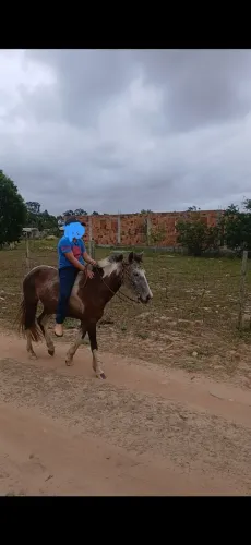 Vendo piquera