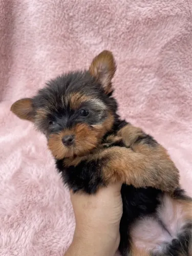 Yorkshire Terrier