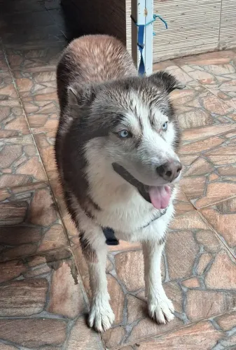 Doação Husk siberiano