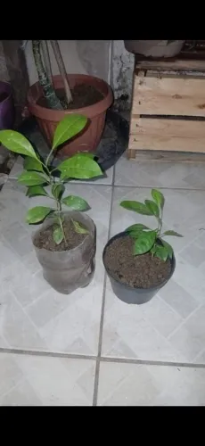 Mudas de Limão 