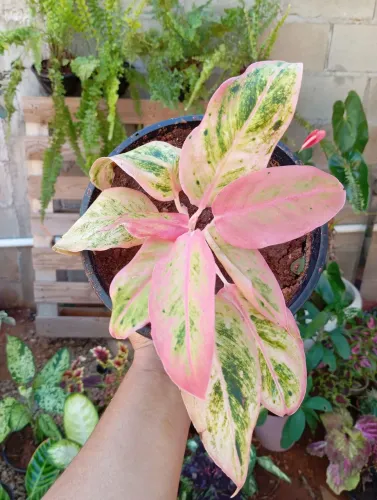 Aglaonemas lindíssimas ,de fácil cultivo.