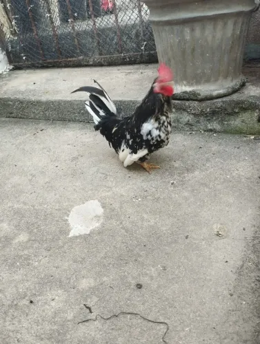 Ovos galado de garnisés pequenas