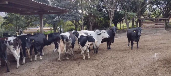 Fazenda 100 Hectares com Excelente Topografia e Estrutura de Pecuária em Sul de Minas Gera
