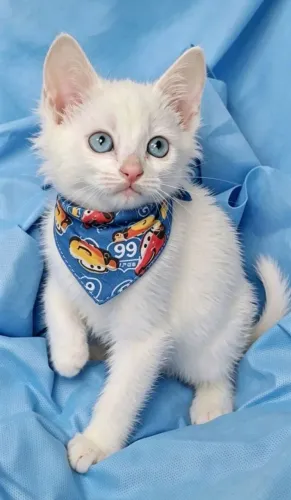Gato todo branquinho de olhos azuis com 2 meses