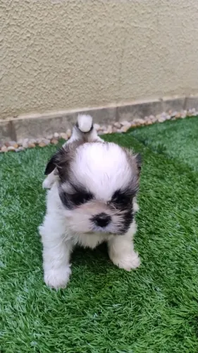 Shih Tzu macho e fêmea filhotes