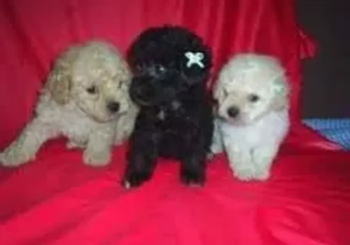 Poodle Macho Para Pronta Entrega.