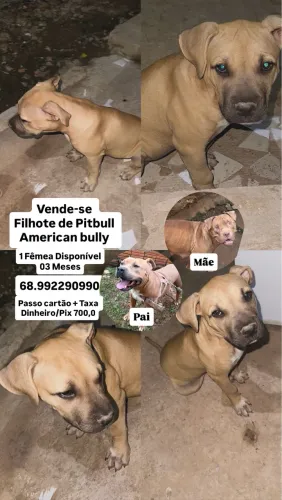 Vende-se filhote de Pitbull American Bully 