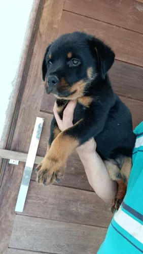 Rottweiler