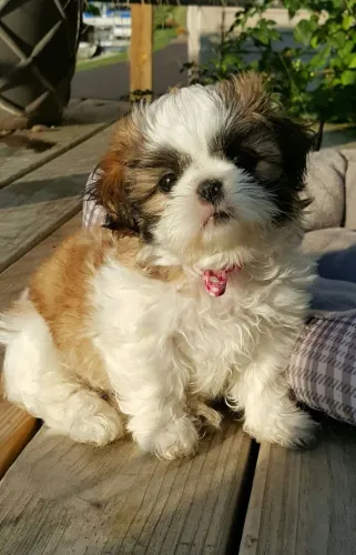 Shih Tzu Filhote com excelente perfil para companhia