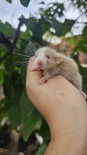 Twister Dumbo