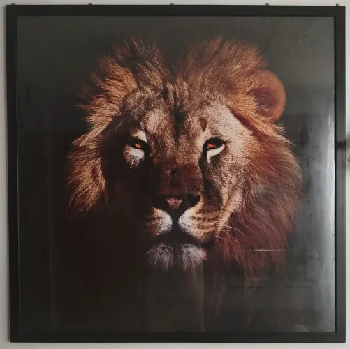 Quadro leão, moldura preta com vídro 1x1mt