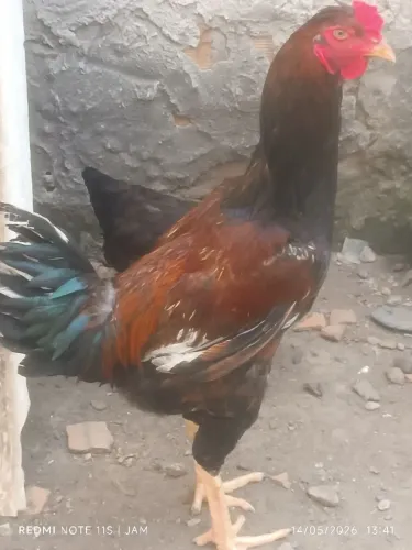 Galos índio Gigante 