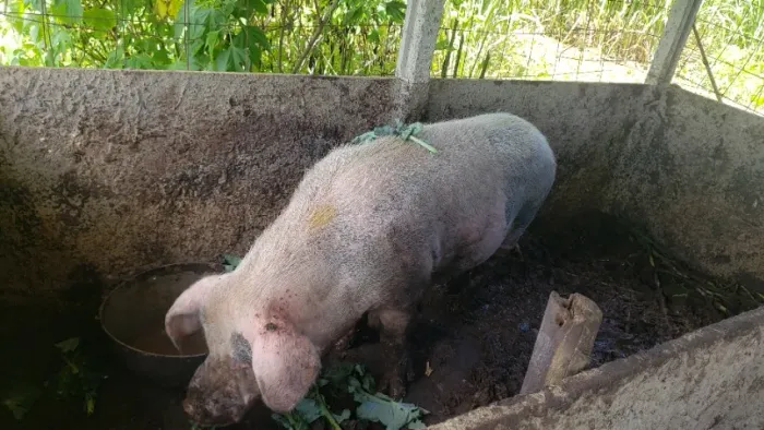 Porco, Capão, Suíno