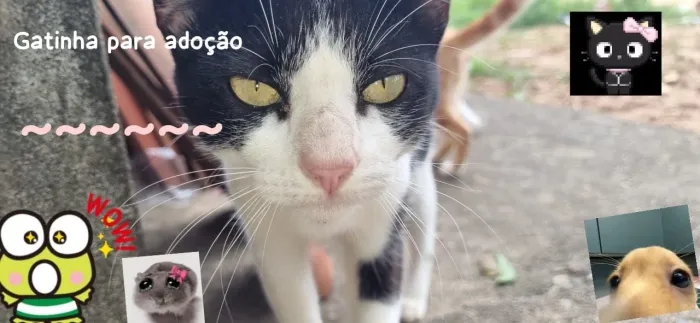 GATINHA PARA DOAÇÃO 