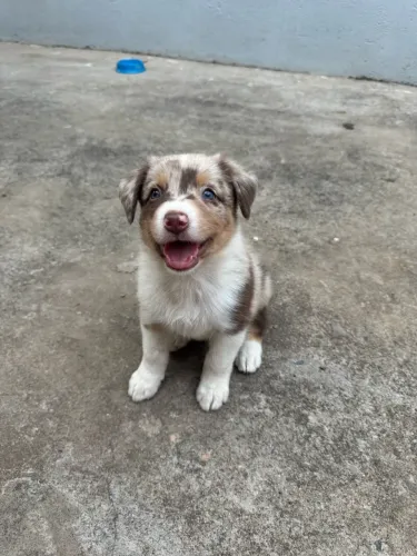 Filhote de Border Collie