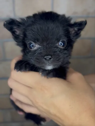 Chihuahua macho pelo longo