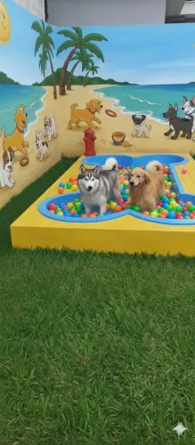 Piscina pet