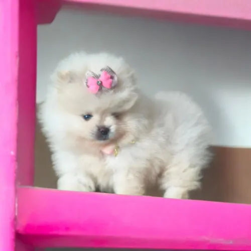 Spitz Alemão Fêmea PROMOÇÃO dia dos namorados 