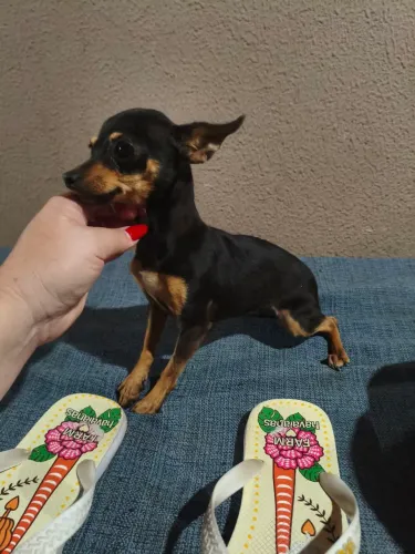 Pinscher fêmea zero