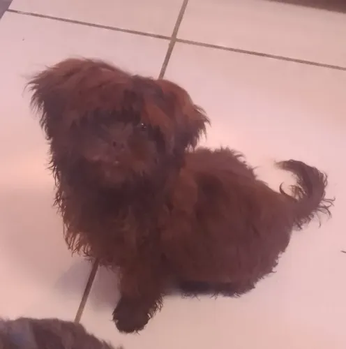 Vendo cachorro raça shih Tzu macho 