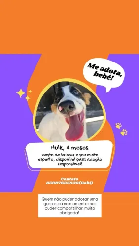 Cachorrinhos para adoção