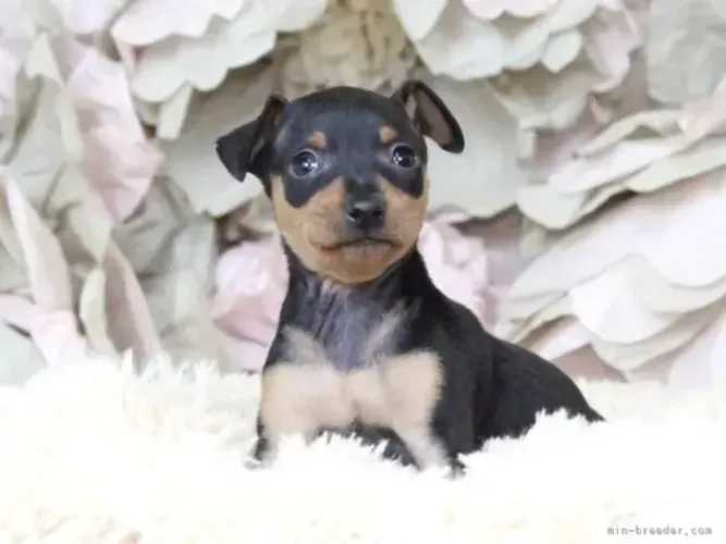 Neném Pinscher/ Pincher brincalhão e com linhagem selecionada