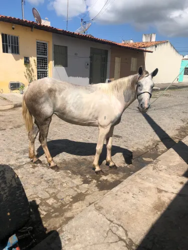 Égua 2 muda caminhadeira