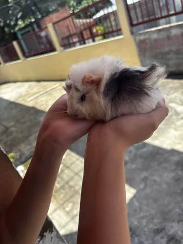 Porquinho da índia 
