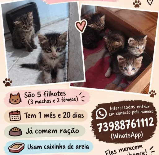 5 filhotes de gato para adoção - 3 machos e 2 fêmeas