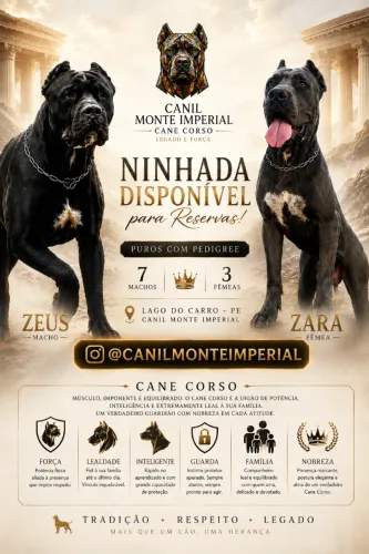 Filhote de Cane Corso - PEDIGREE