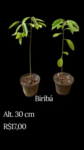 Biribá mudas POT11