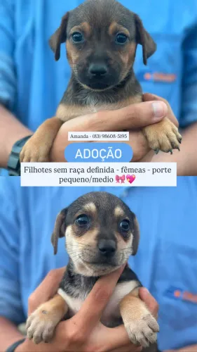 FÊMEAS - FILHOTES SEM RAÇA DEFINIDA - Adoção