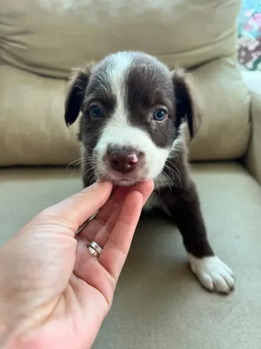 FILHOTE BORDER COLLIE