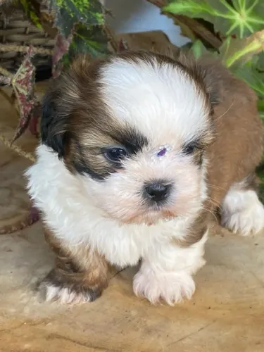 Shih Tzu macho disponível $1.200,00 em 10 x sem juros bora garantir seu bb!!
