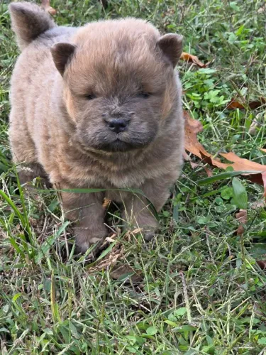 Filhotes de Chow Chow | Filhotes encantadores e muito dóceis!