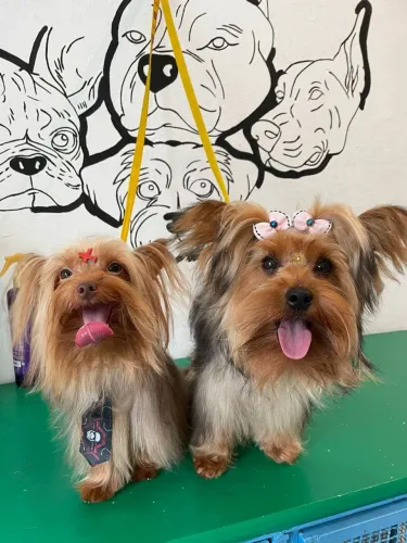 Cachorro Yorkshire filhotes fêmea 