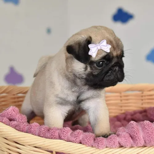 Pug fêmea