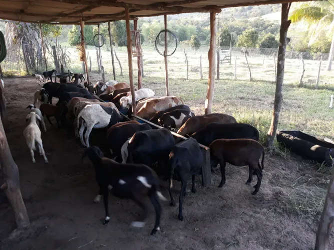 Venda de ovinos 